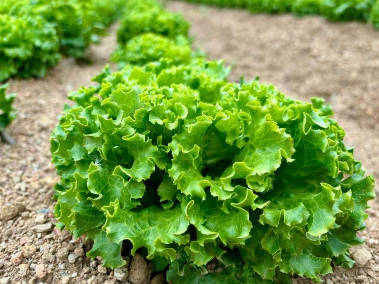 Collaboration avec Sodexo