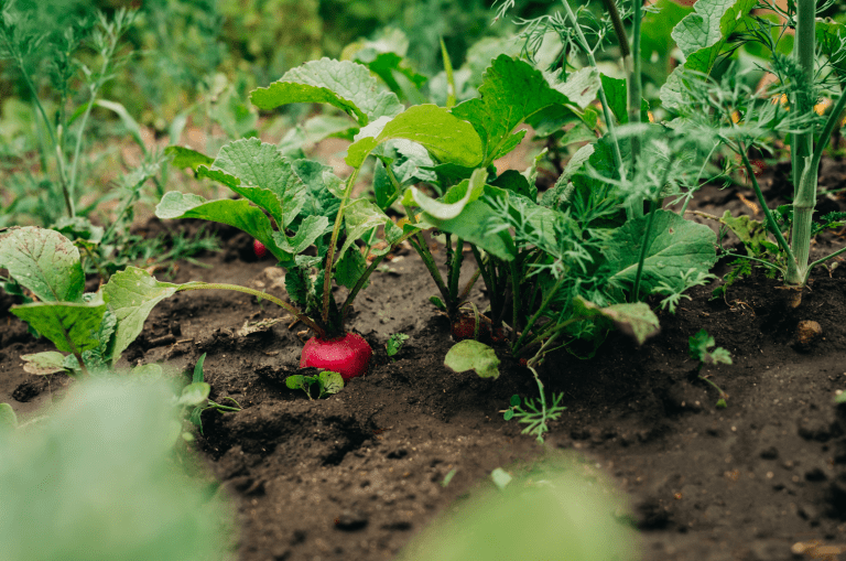 Grossiste Fruits légumes