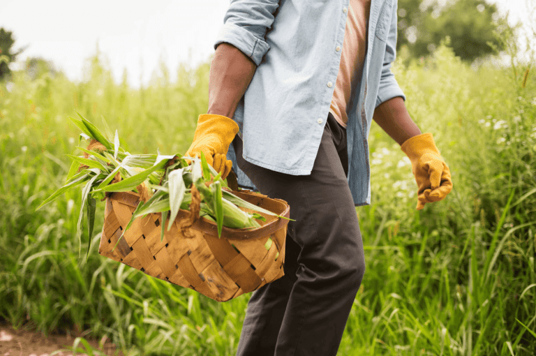 Grossiste Fruits légumes