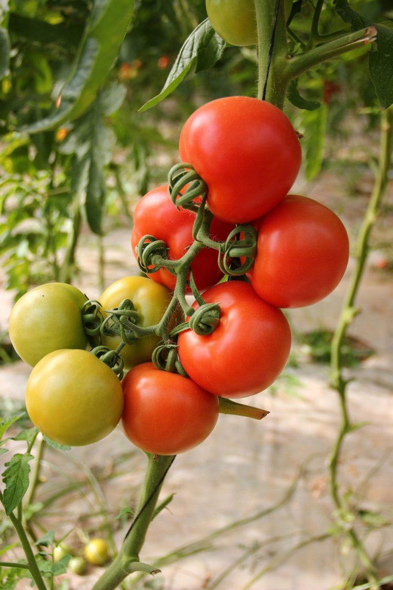 Mission terroir - tomates